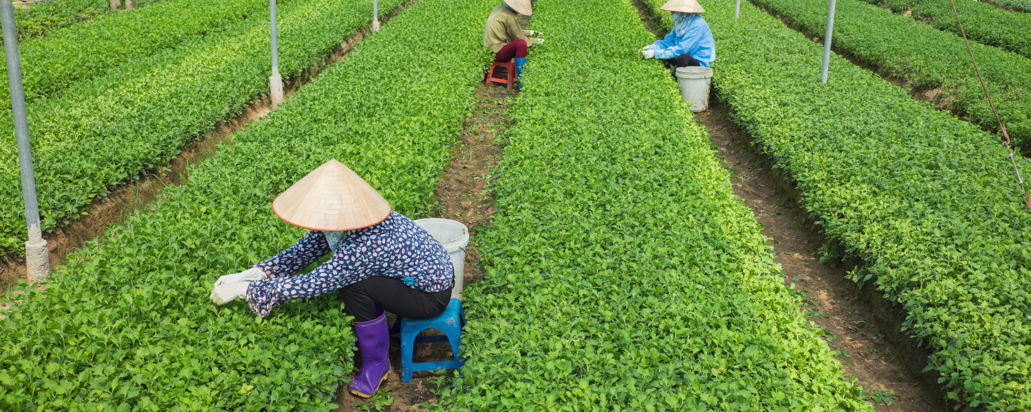 [Podcast] Building a Chain of Production - Consumption of Agricultural Products and Foods towards ensuring Food Safety between HCMC and the Provinces of the Southern Key Economic Region (Part 1) 